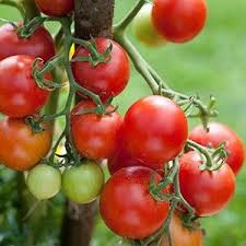 Comment Reussir La Culture De La Tomate Cerise Conseils Utilisation Plan De Tomates Tomates Potager Tomates