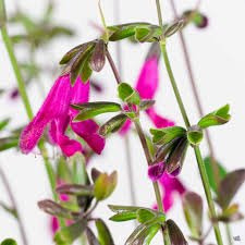 Image result for Satyrium buchananii