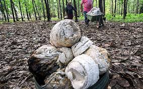 Maybe you would like to learn more about one of these? Insentif Getah Bantu Pekebun Kecil Harungi Penurunan Harga Free Malaysia Today Fmt