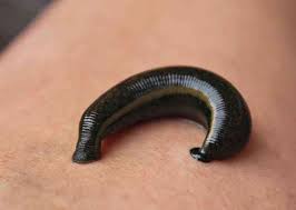 Haiwan yang bernafas melalui kulit lembap. 14 Haiwan Yang Bermasa Melalui Kulit Pernafasan Cutaneous Biologi Thpanorama Buat Diri Anda Lebih Baik Hari Ini