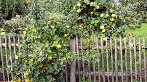 Unsere urgroßeltern wussten die einst sehr begehrte frucht noch zu schätzen. Quitten Herbstgold Schweizer Garten