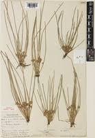 Image result for Schoenoplectiella senegalensis