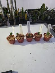 Image result for Angraecum distichum