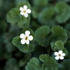 Image result for Bacopa