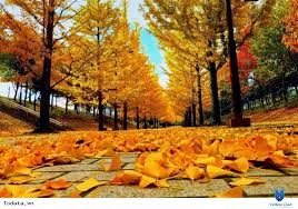 Kết quả hình ảnh cho vào thu