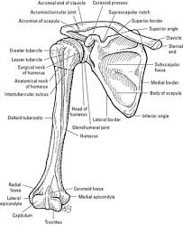 Learn vocabulary, terms, and more with flashcards, games, and other study tools. Bones Of The Shoulder Girdle Dummies