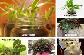 For cats, though, these plants don't lead to everlasting love but to serious health issues. Non Toxic Houseplants For Cats Dogs Indoor Gardening Blooming Secrets