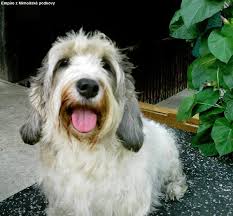 Image result for malý vendéeský hrubosrstý honič