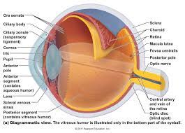 Image Result For Eye Structure And Function Eye Anatomy Eye Anatomy Diagram Basic Anatomy And Physiology