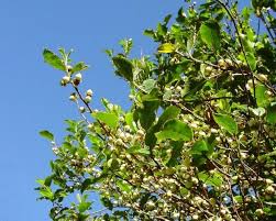 Image result for Aphloia theiformis