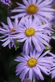 Pin By The Rhs On Plants For Pollinators Aster Flower Plants Trees To Plant