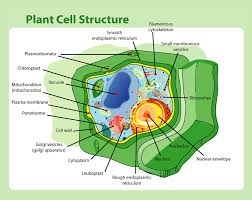 Cell division gizmo answer key new 2020 cell division answer key vocabulary: Structure Of A Plant Cell A Visual Guide Owlcation
