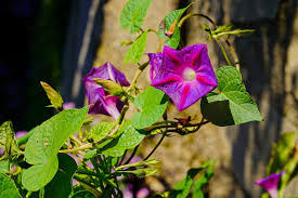 Image result for Hippocratea graciliflora