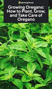 Growing Oregano How To Plant Grow And Take Care Of Oregano