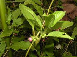 Image result for Sabicea