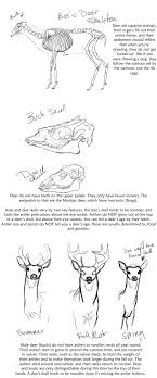 Basic Deer Anatomy Tutorial By Creepygoth666 On Deviantart Animal Drawings Drawing Cartoon Characters Deer Drawing