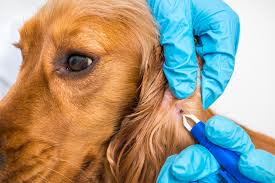 Hierbei kann es zu schmerzen, missempfindung (kribbeln, taubheit ect. Borreliose Beim Hund Symptome Diagnose Behandlung Zooplus