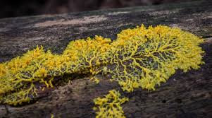 Gambar Physarum Polycephalum Contoh Protista Mirip Jamur Biologi Ekosistem Jamur