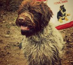 Image result for griffon korthalsův