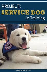 Project Service Dog In Training It S Simple We Re Putting Together A Guide That Will Teach You How To Puppy Training Guide Service Dogs Service Dog Training