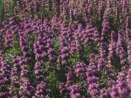 Image result for Motandra paniculata