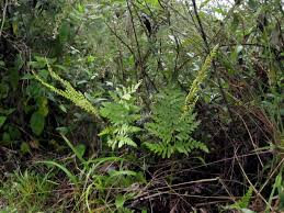 Image result for Anemiaceae