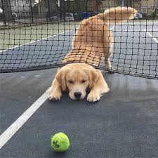 This Doggy Looks So Cute Crawling Under The Net To Get To His Toy Puppies Dog Love Retriever Puppy
