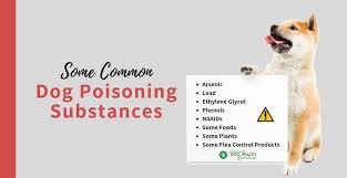 If you suspect your pet has consumed antifreeze, your veterinarian will immediately begin treating your dog or cat with one of the following remedies Dog Poisoning Substances Antifreeze Poisoning Plants Poisonous To Dogs