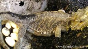 Do All Lizards Lay Eggs? Find The Fact Behind Lizard Eggs Today!