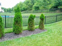 Maybe you would like to learn more about one of these? Will Arborvitae Regrow To Their Usual Shape After Being Partially Eaten By Deer Gardening Landscaping Stack Exchange