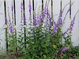 Free shipping on qualified orders. Gardening Creeping Bellflower Is Such A Jerk The Star Phoenix