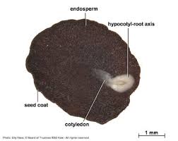 Image result for Sericanthe suffruticosa