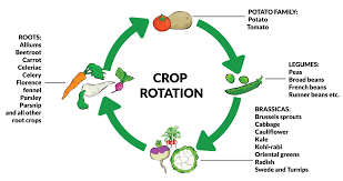 Rotating crops is important for vegetable gardeners, but it can be tricky in a small space. Crop Rotation Fruit Hill Farm Blog