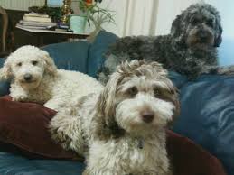 Find your new companion at nextdaypets.com. Aussiedoodle Haven 58 Photos Pet Service Grass Lake Mi