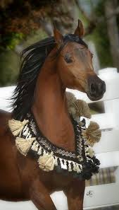 Beautiful Arabian Horse Arabian Horse Beautiful Arabian Horses Horses