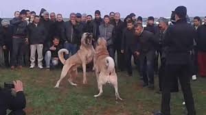 Ruyada Kopek Bogusmasi Gormek Ruyandagor Com