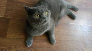 Jun 13, 2021 · free stuff. 2 Scottish Straight Cats Youtube