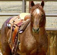 Springfield Farm Garden - By Owner - Craigslist Farm Gardens American Quarter Horse Springfield