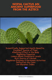 A study found that eating cactus can reduce. Benefits Of Nopal Cactus Improve Nutrition Cactus Benefits Juicing For Health