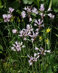 Image result for Alliaceae