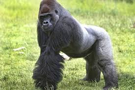 Raised by pokémon, he is a human boy who believes he too is a pokémon. Famous Animals Koko The Talking Gorilla