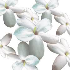 Maybe you would like to learn more about one of these? Bunga Melur Bukan Sekadar Bunga Kubur Baca Ini Anda Pasti Terperanjat Gempak