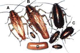 Check spelling or type a new query. Blatte Germanique Blattella Germanica France Cafards