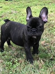 If you are looking to adopt or buy a frenchy take a look here! Male Brindle French Bulldog For Sale Austin French Bulldogs