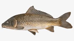 Fish Rui Hd Png Download Transparent Png Image Pngitem Yi an, starting to go to kindergarten, often asks his parents to help him find his past life parents. fish rui hd png download transparent