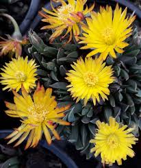 Image result for Hereroa