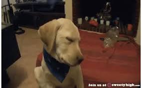 Baby falling off bed gif. 21 Gifs Of Dogs Who Don T Want To Get Out Of Bed The Barkpost