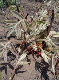 Image result for Lannea edulis