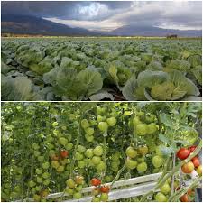 Farm & agriculture business plans. Vegetable Farming Business Plan For High Yield And Profits Agri Farming