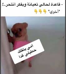 وقتها جد اتمنى انتحر fun quotes funny funny baby quotes funny picture jokes